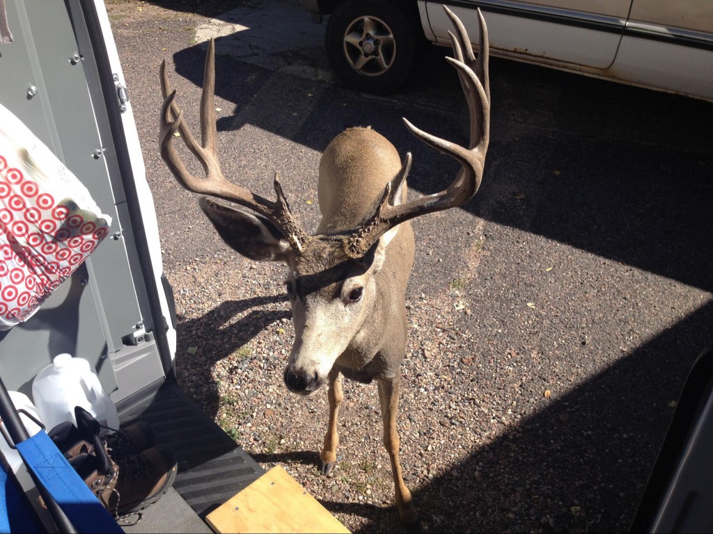 Mule deer nose to nose