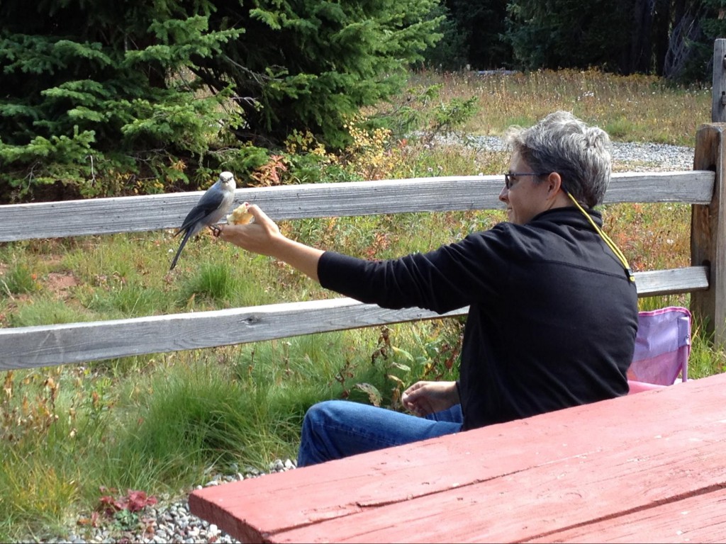 Hand-feeding grey jays