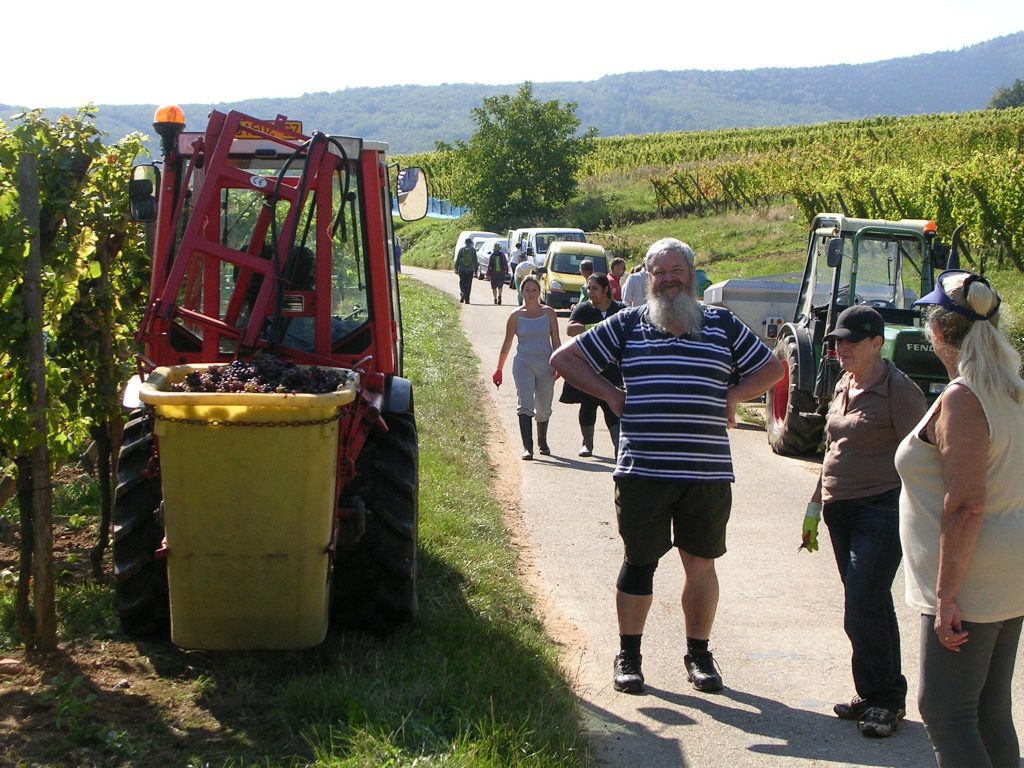 On a walking tour through vineyards of Alsace, France during harvest time.