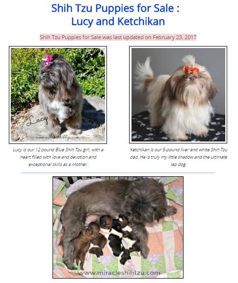 Part of Janice's sales page for her Shih Tzu puppies.