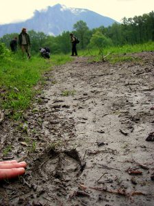 Discovering elk prints on a trail.