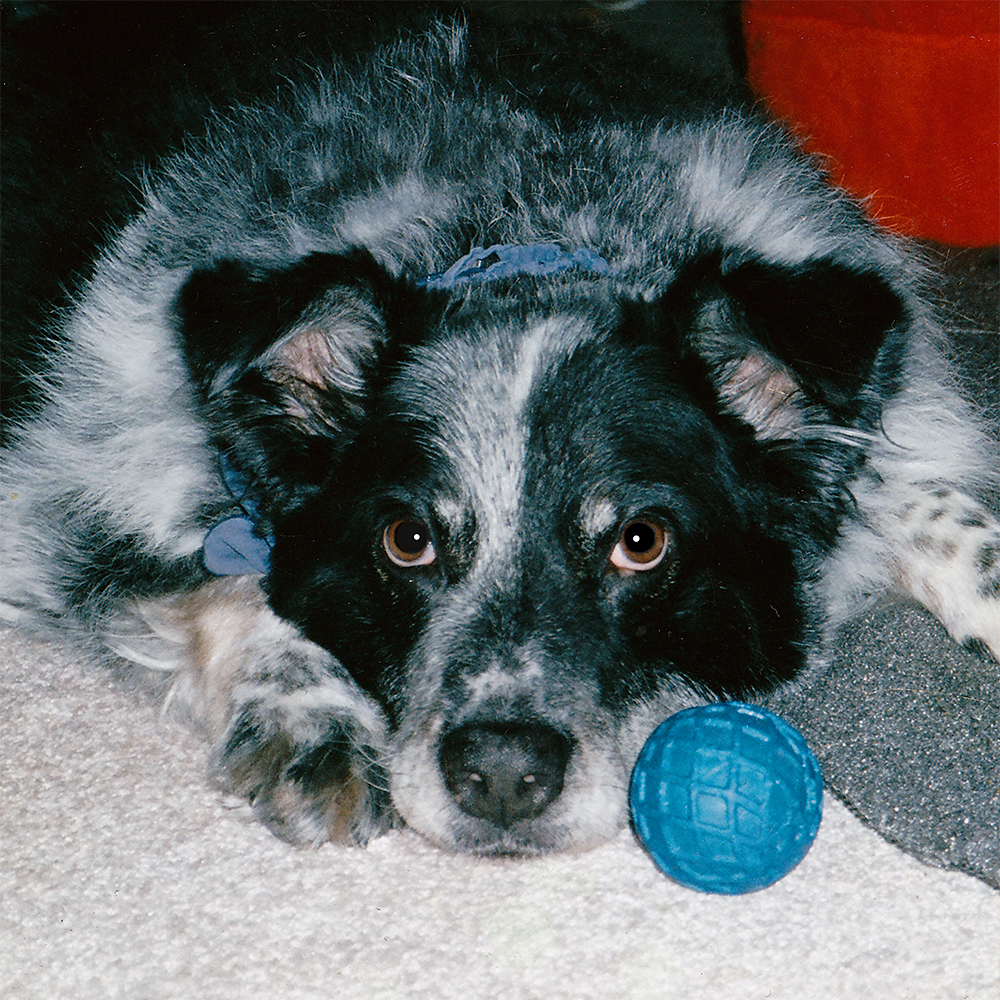 Levi, Anton's Australian Shepherd dog, and the ''founder'' of his online business.