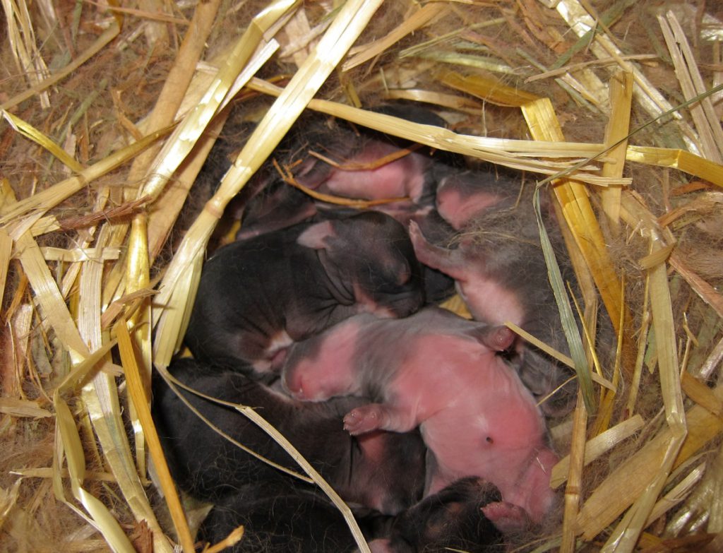 The new arrivals taking a nap.