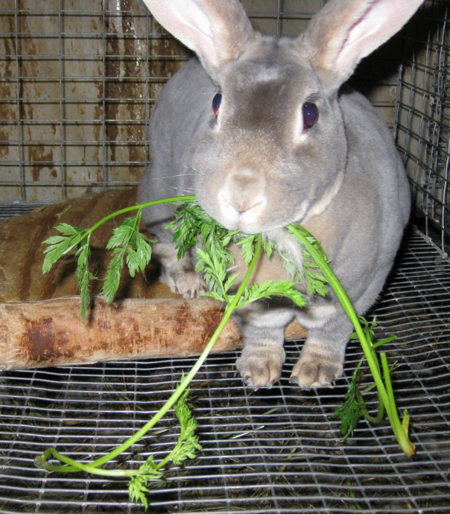 Happy bunny munching on carrot tops.