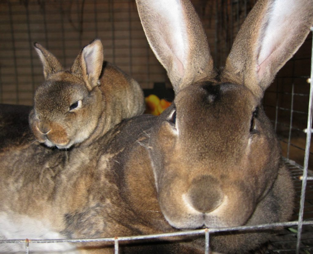 Adorable, right? No wonder Karen is so passionate about raising rabbits.