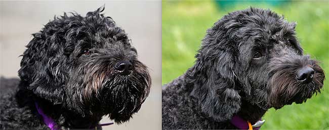 Before and after dog grooming