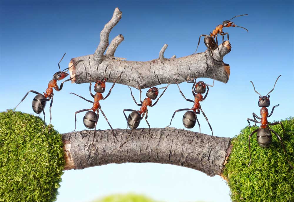 Ants collaborating to get more done