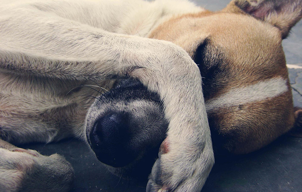 Dog with paw over it's nose