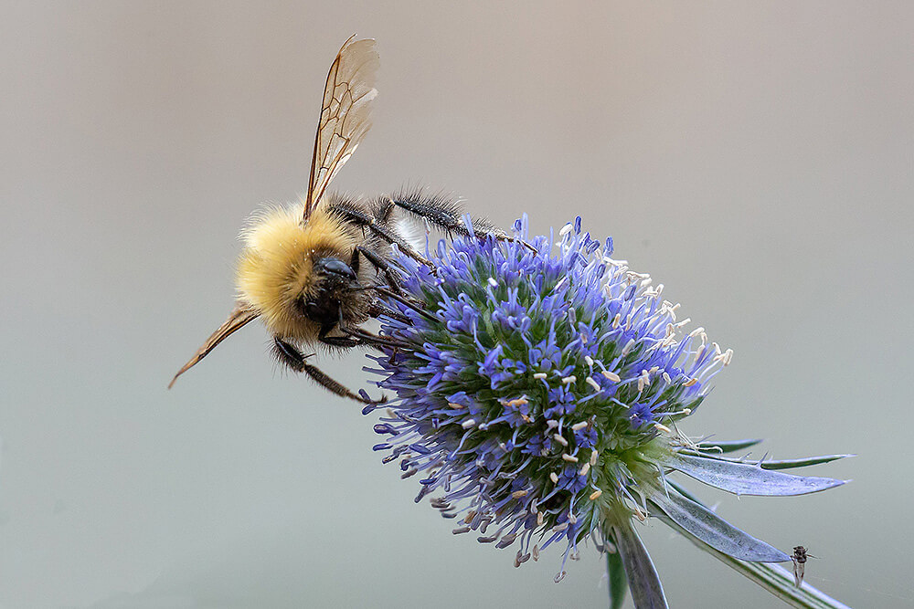 Bee photographed on flower 