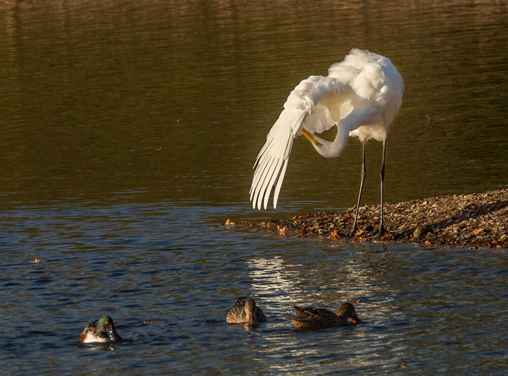 Wildlife photography on an egret